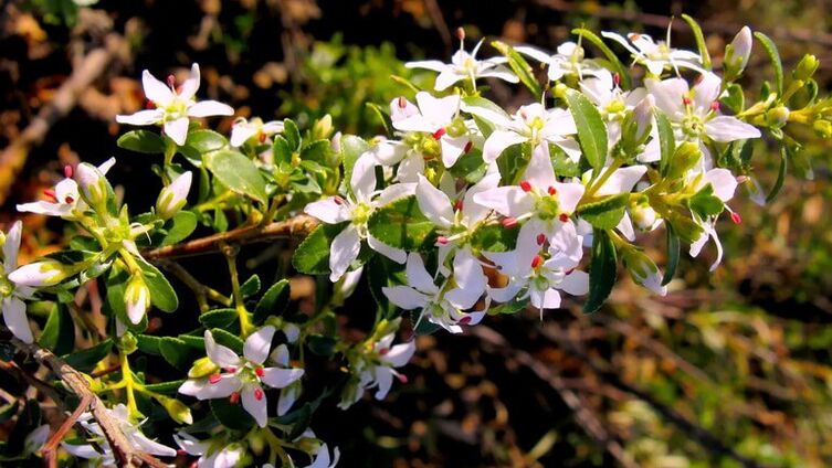 Buch hojas en Cystolax