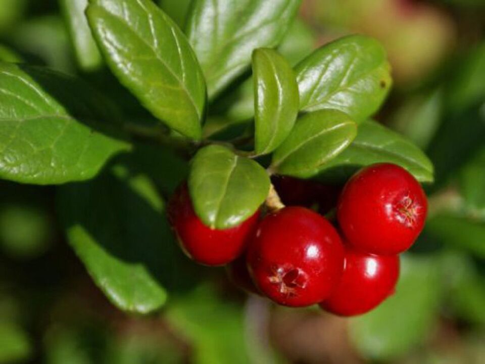 Arándano rojo para la cistitis en mujeres.